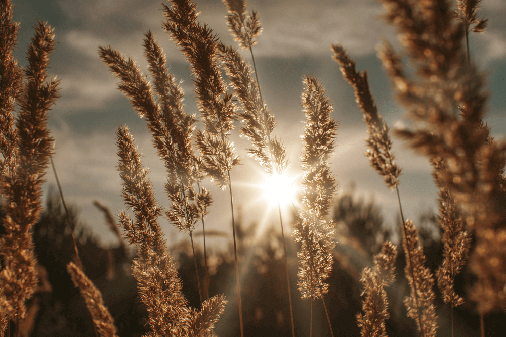 Wheat in field with sun